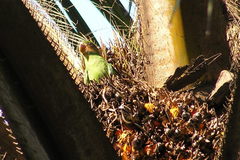 Psittacula longicauda
