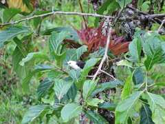 Campylorhynchus albobrunneus