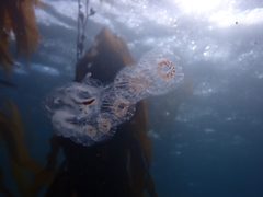 Cyclosalpa affinis