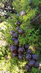 Cupressus goveniana