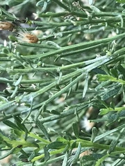 Baccharis sarothroides × pilularis