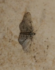 Costaconvexa