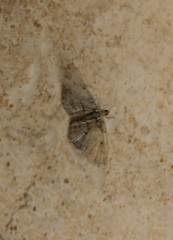 Costaconvexa