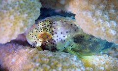 Sebastapistes coniorta