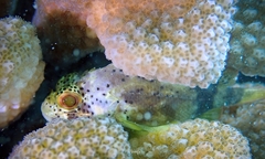 Sebastapistes coniorta