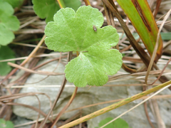 Hydrocotyle robusta