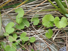 Hydrocotyle robusta
