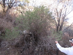 Barkleyanthus salicifolius