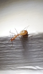 Camponotus festinatus