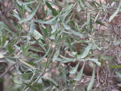 Barkleyanthus salicifolius