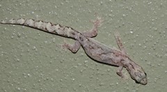 Amalosia jacovae