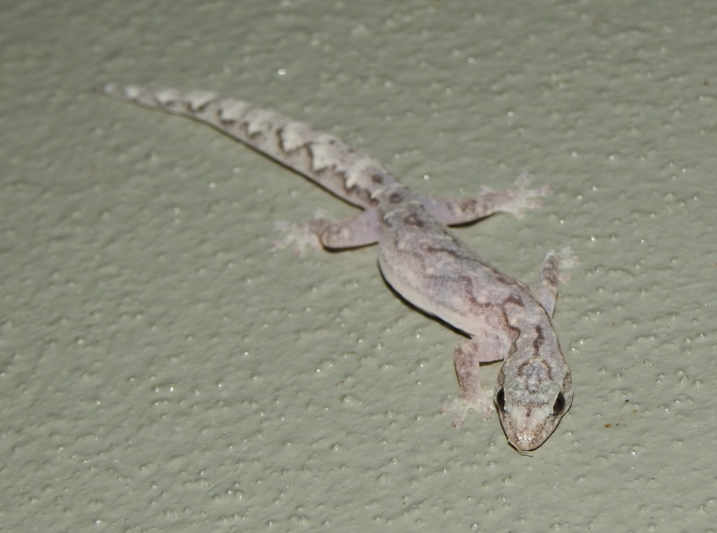 Clouded Gecko