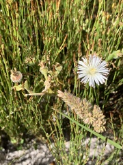 Mesembryanthemum canaliculatum
