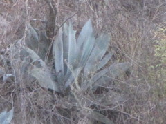 Agave temacapulinensis