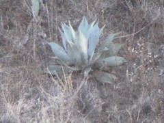 Agave temacapulinensis