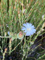 Mesembryanthemum canaliculatum