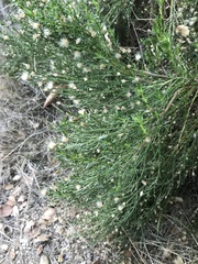Baccharis sarothroides × pilularis