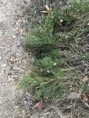 Baccharis sarothroides × pilularis
