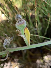 Mesembryanthemum canaliculatum