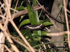 Erebus terminitincta