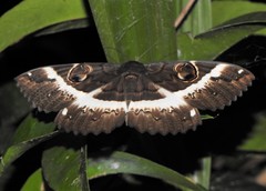 Erebus terminitincta