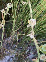 Mesembryanthemum canaliculatum