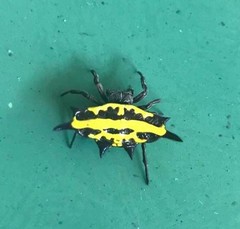 Gasteracantha panisicca