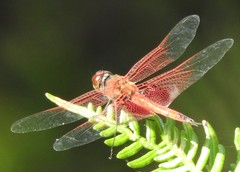 Tramea stenoloba
