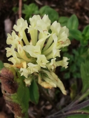 Trifolium trichocephalum