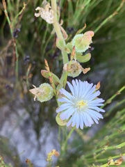 Mesembryanthemum canaliculatum
