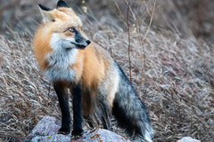 Vulpes vulpes