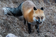Vulpes vulpes