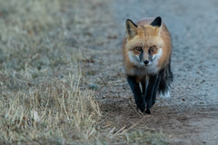 Vulpes vulpes