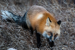 Vulpes vulpes
