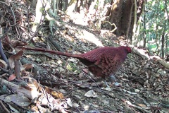 Syrmaticus soemmerringii