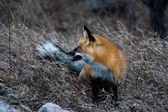 Vulpes vulpes