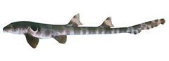 Cat Shark photo 5