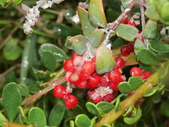 Chenopodium triandrum