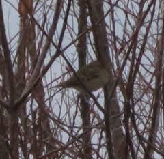 Spizelloides arborea