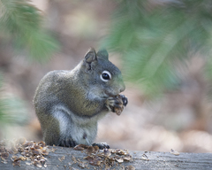 Tamiasciurus