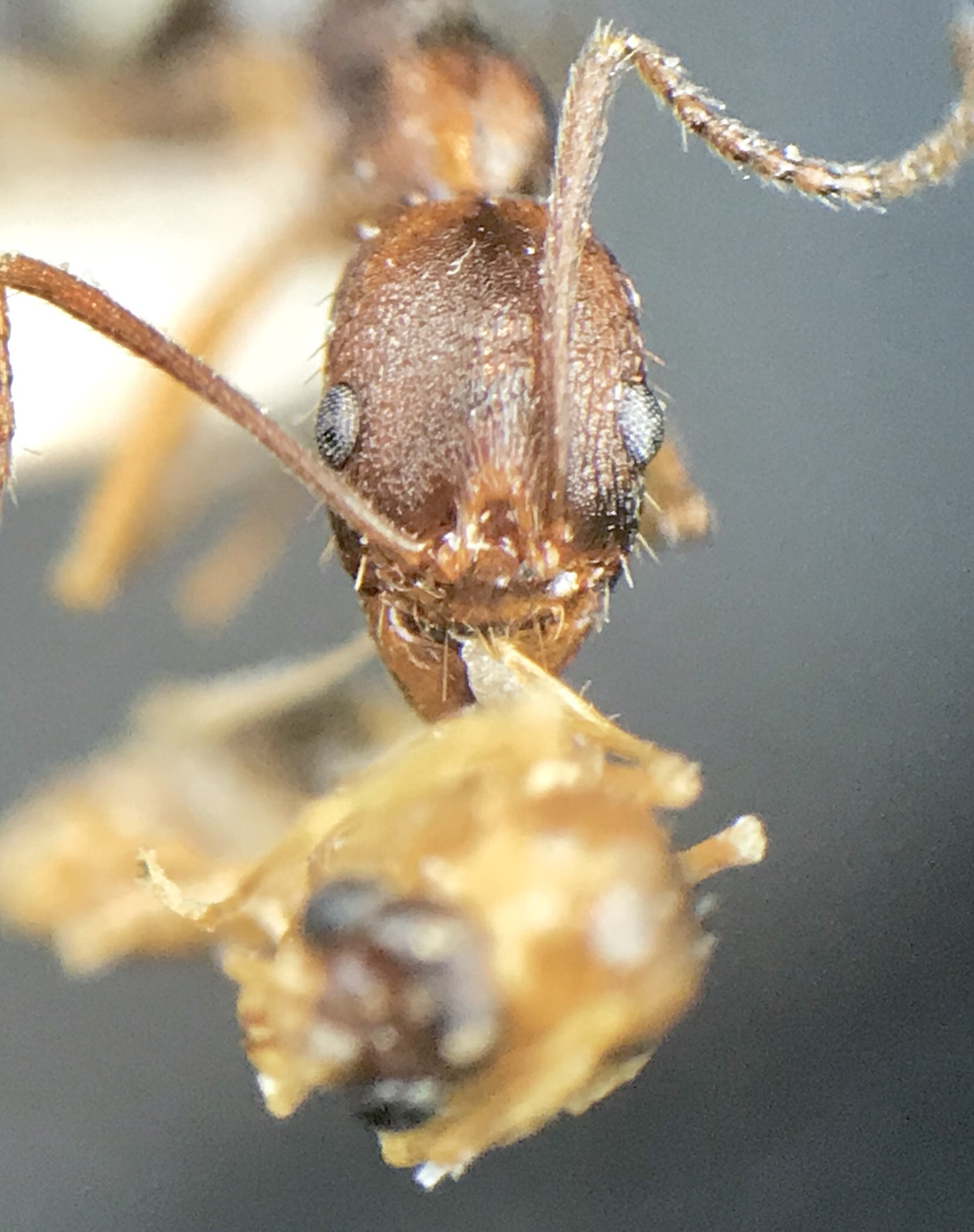 Aphaenogaster carolinensis