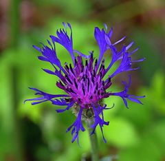 Centaurea napulifera tuberosa