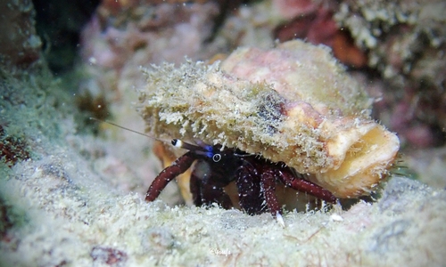 Hawaiian Whitefoot Hermit Crab (Calcinus hazletti) · iNaturalist