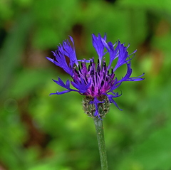 Centaurea napulifera tuberosa