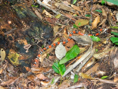 Decorated Coralsnake