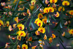 Bossiaea linophylla