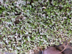 Glossostigma elatinoides