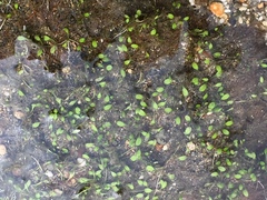 Glossostigma elatinoides