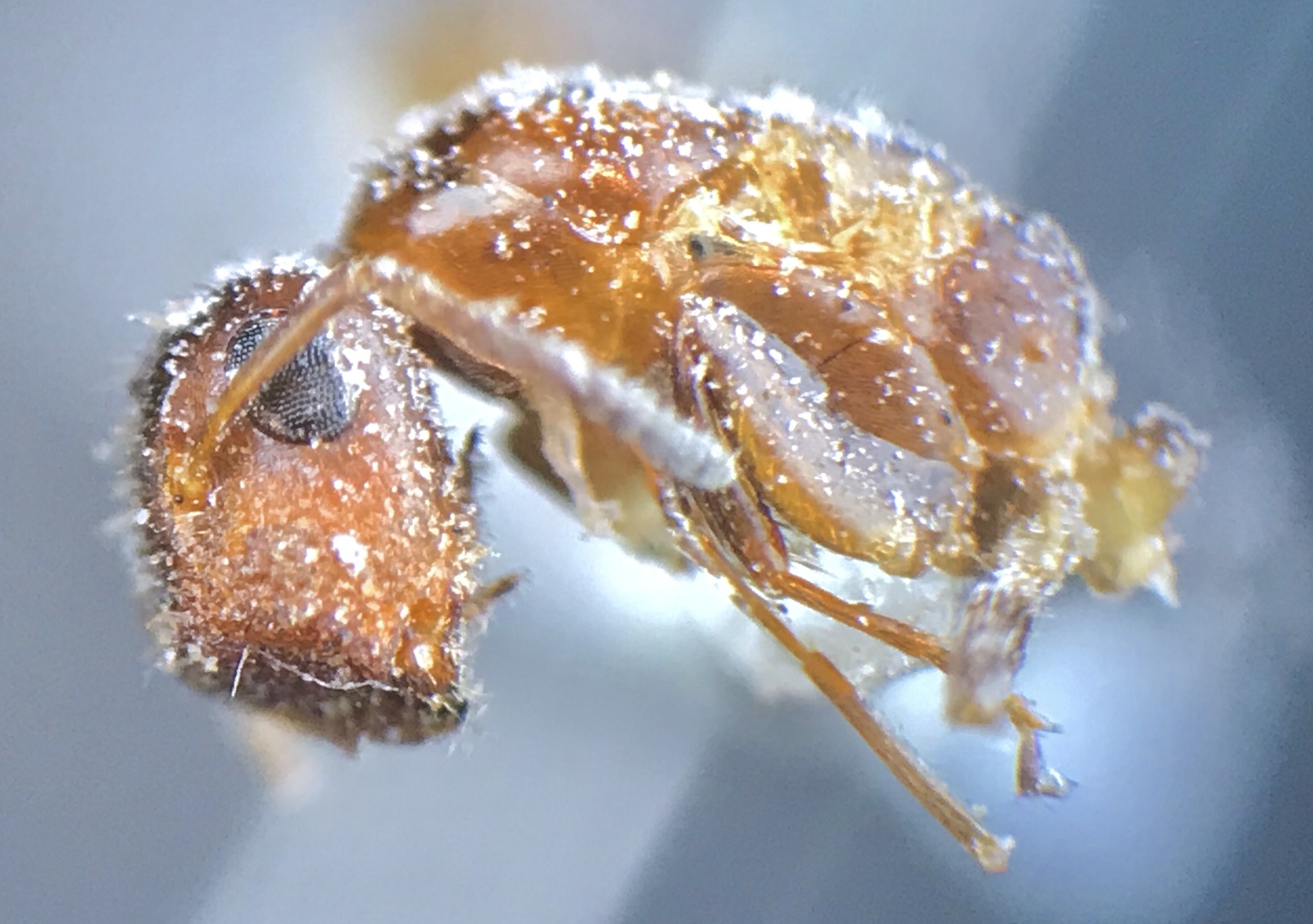 Colobopsis obliqua