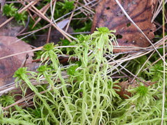 Sphagnum teres